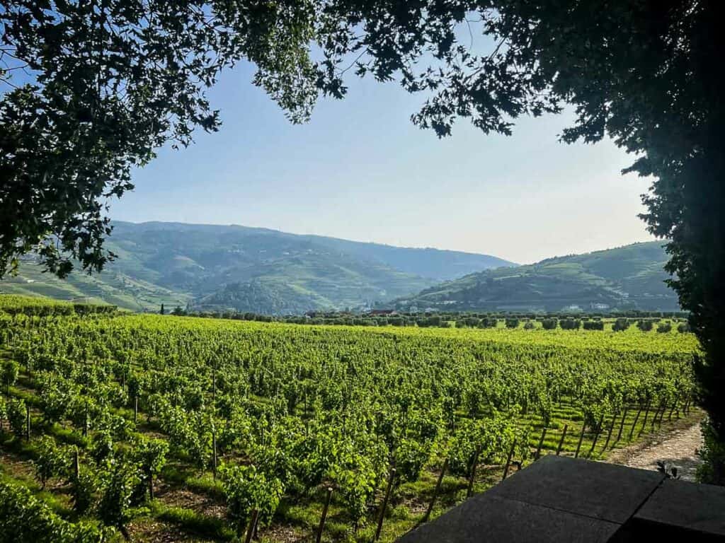 Vineyards in the Douro Valley Portugal