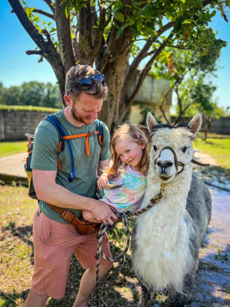Alpaca farm Portugal