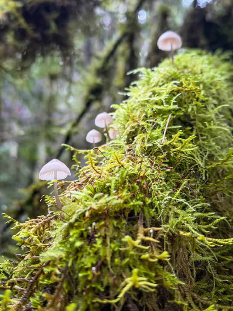 McCredie Hot Springs hike Oregon