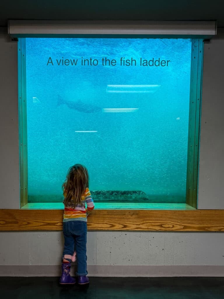 The underwater viewing window for the Salmon Ladder at Bonneville Fish Hatchery