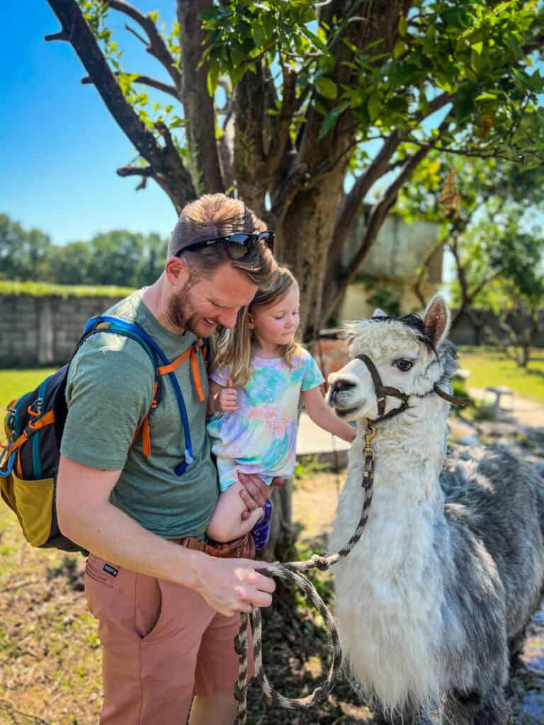 Alpaca farm Portugal