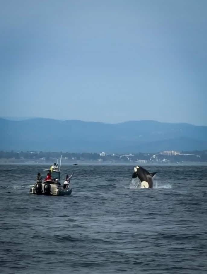 Orca Whale Watching Tour Orcas Island San Juan Islands WA