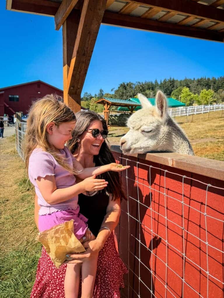 San Juan Island The Farm at Krystal Acres alpaca feeding